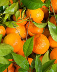 HALAPOP PREBIOTIC SODA - TANGERINE (250ml) - SQOON