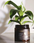 VERDE & WELL COFFEE BODY SCRUB (200ml) - SQOON