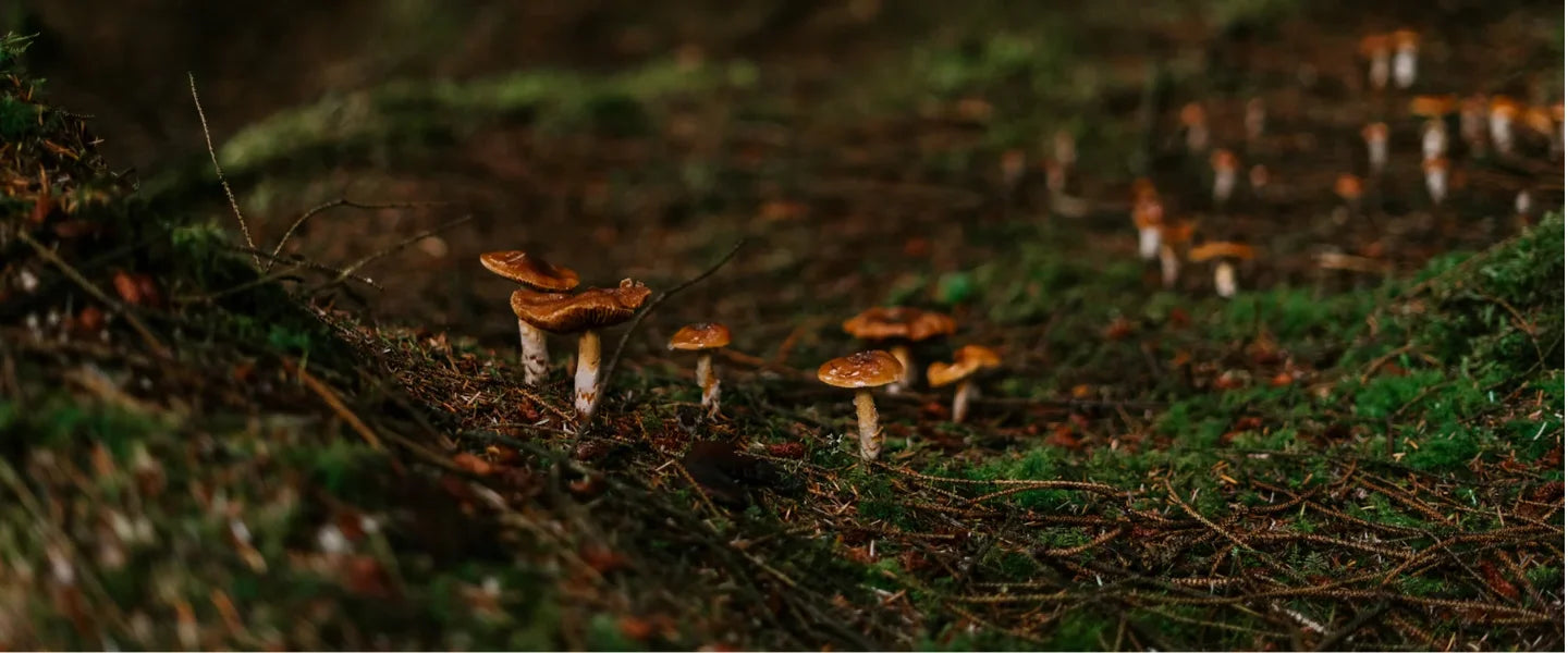 Slideshow Image 3