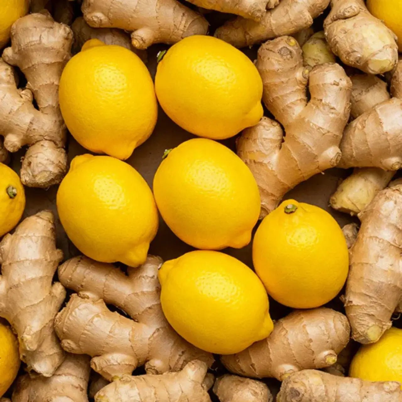 HALAPOP PREBIOTIC SODA - GINGER LEMON (250ml) - SQOON