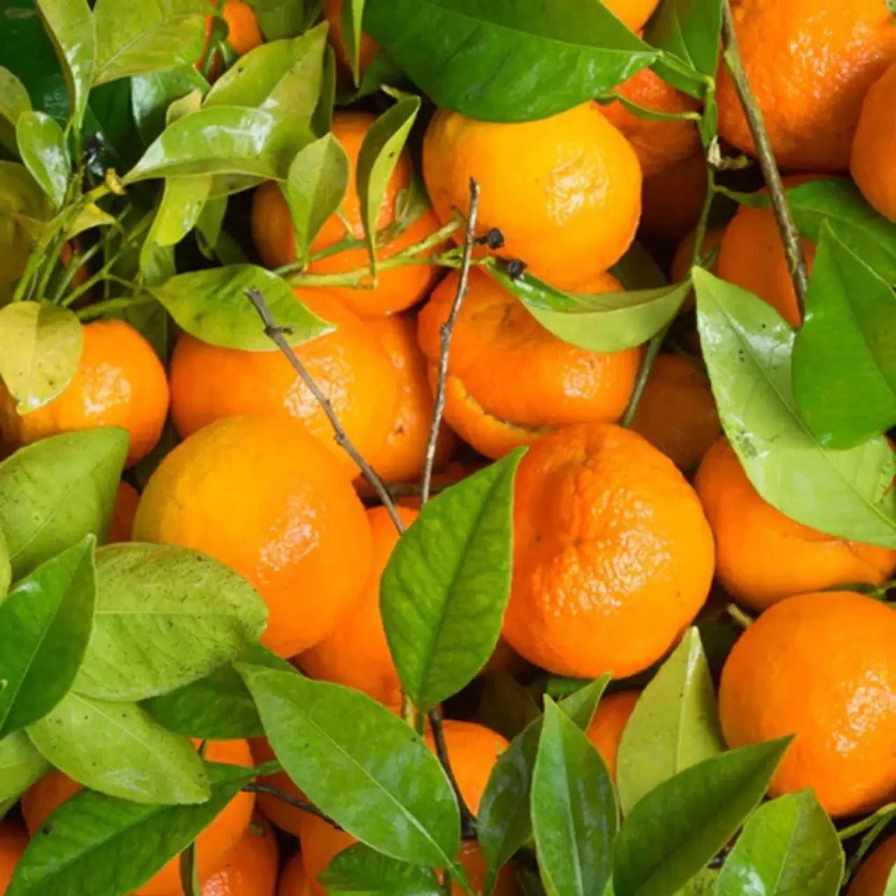 HALAPOP PREBIOTIC SODA - TANGERINE (250ml) - SQOON