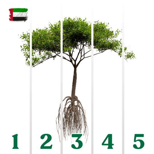 NETGREEN MANGROVE TREE (UAE) - SQOON